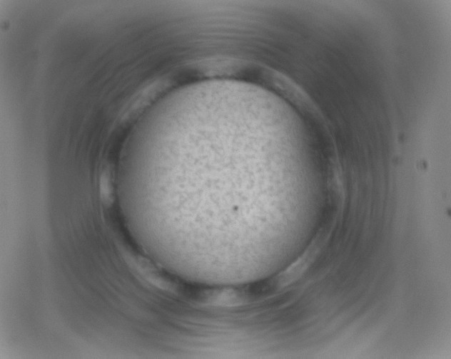 X0000079320074200612081945