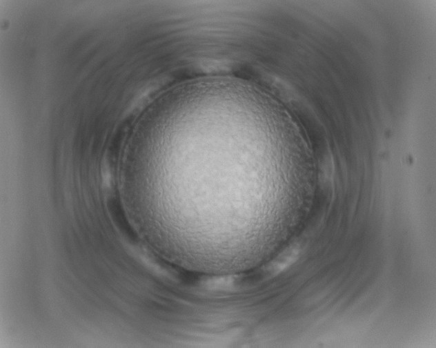 X0000079320084200612081945