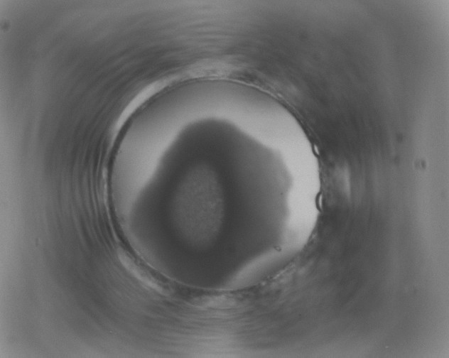 X0000079320100200612081944