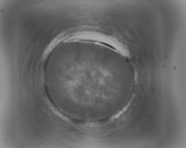 X0000079320101200612081944