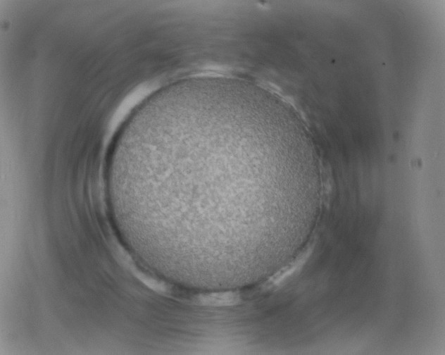 X0000079320102200612081944