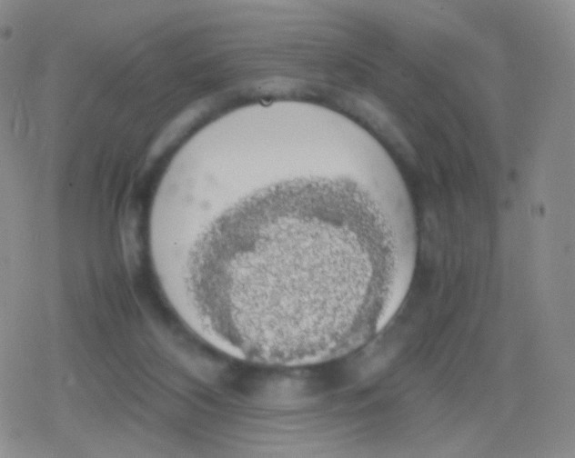 X0000079320116200612081944