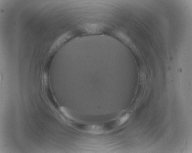 X0000079320117200612081944