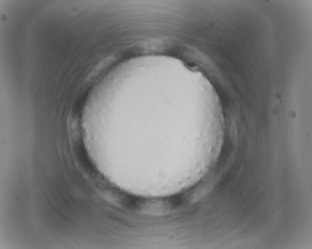 X0000079320123200612081944