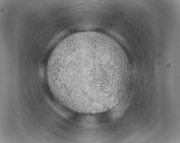 X0000079320166200612081943