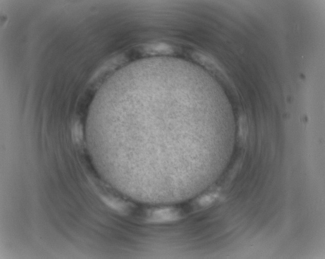 X0000079320173200612081943