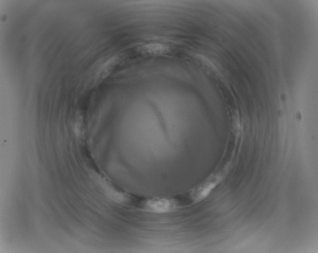 X0000079320181200612081943