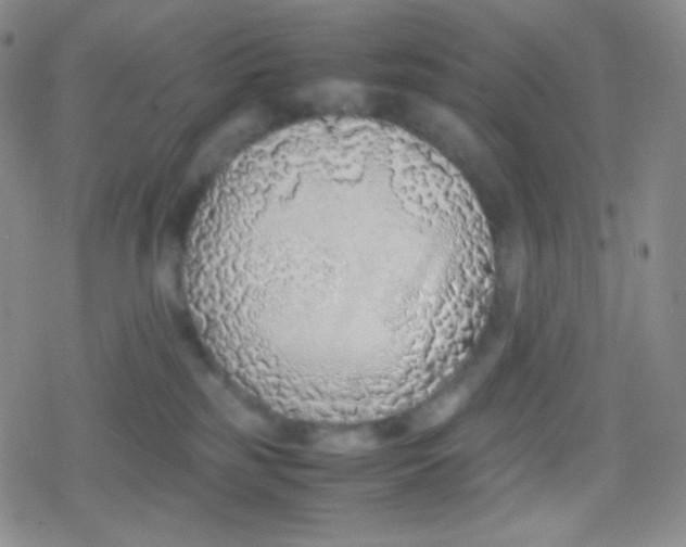 X0000079320185200612081943