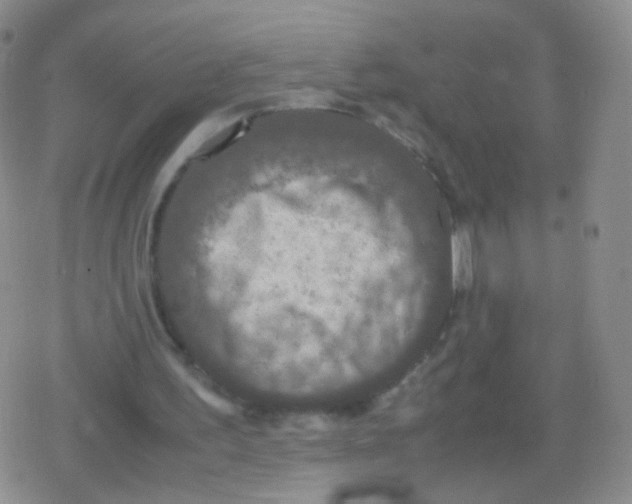 X0000079320195200612081943