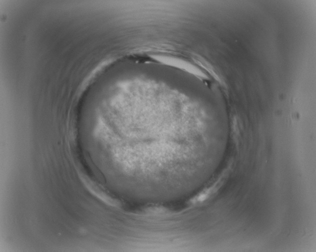 X0000079320203200612081942