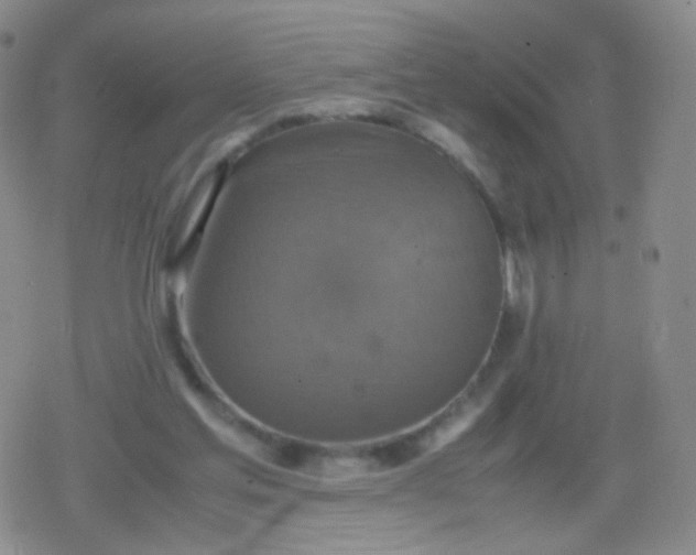 X0000079320205200612081942