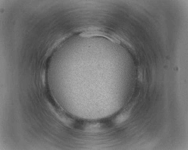 X0000079320206200612081942