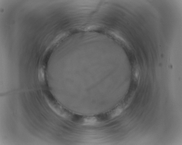 X0000079320214200612081942