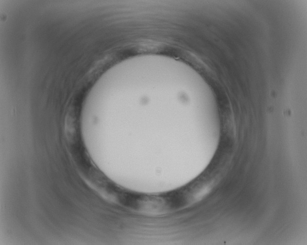 X0000079320215200612081942