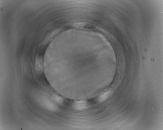 X0000079320240200612081942