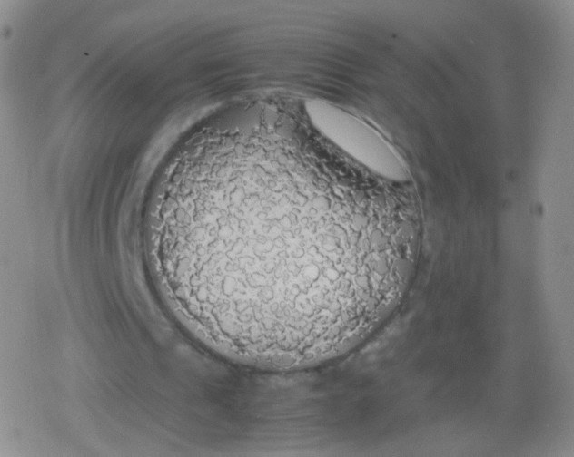 X0000079320241200612081941