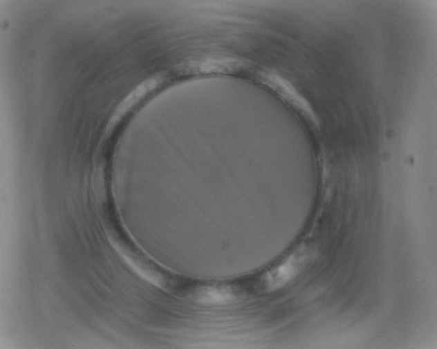 X0000079320250200612081941