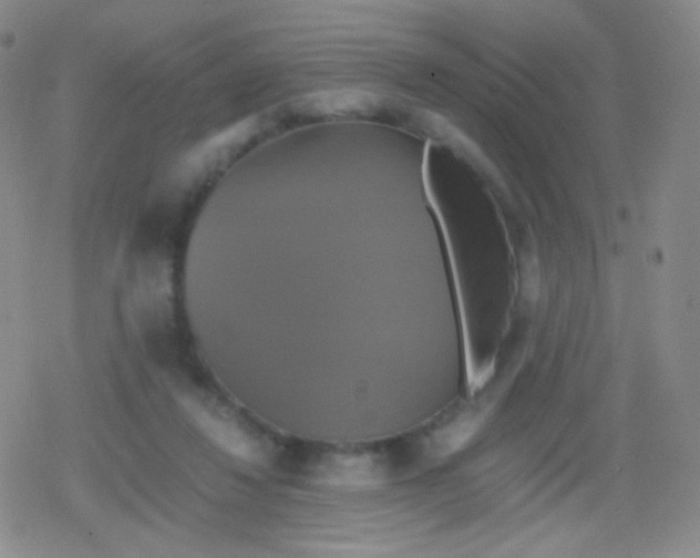 X0000079320260200612081941