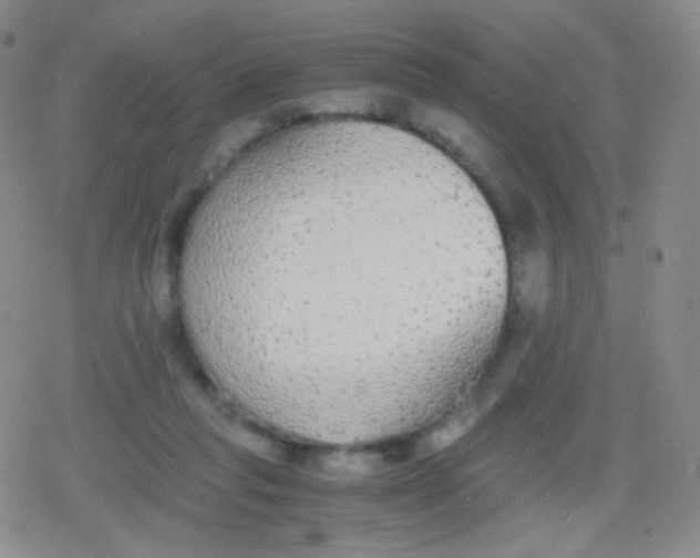 X0000079320261200612081941