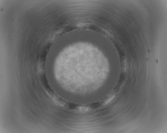 X0000079320272200612081941