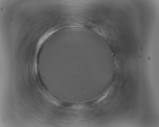 X0000079320294200612081941