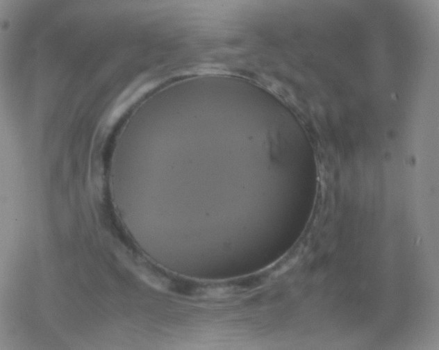 X0000079320295200612081941