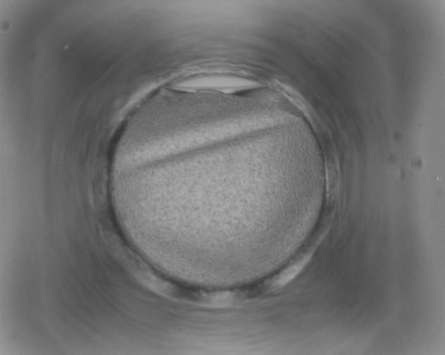 X0000079320301200612081941