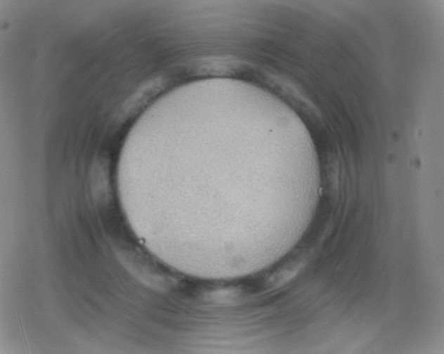 X0000079320312200612081941