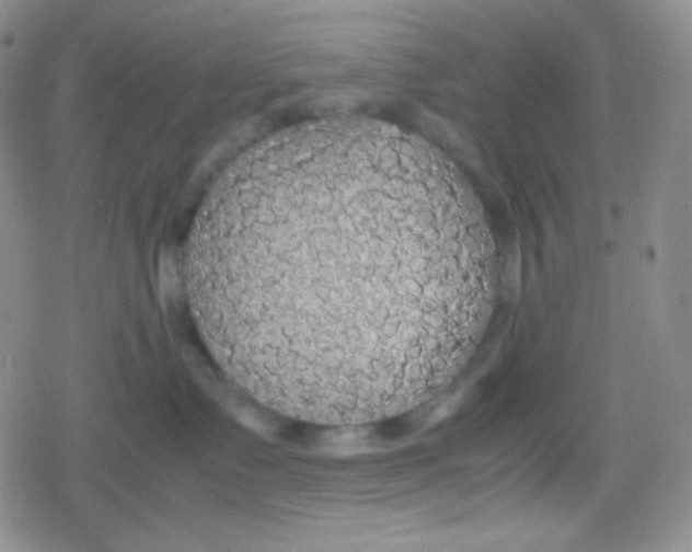 X0000079320335200612081940