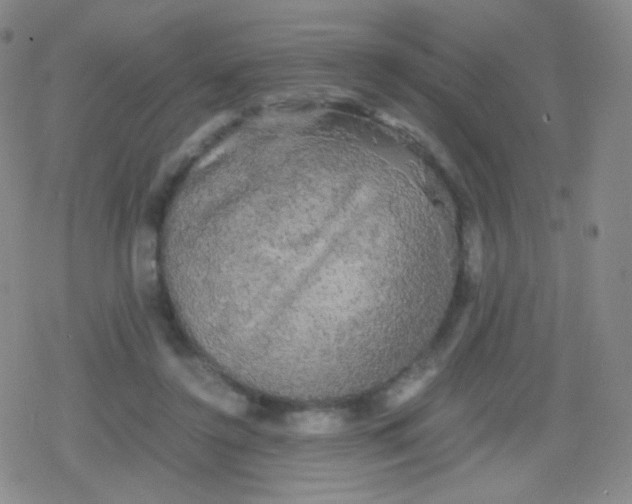 X0000079320356200612081940