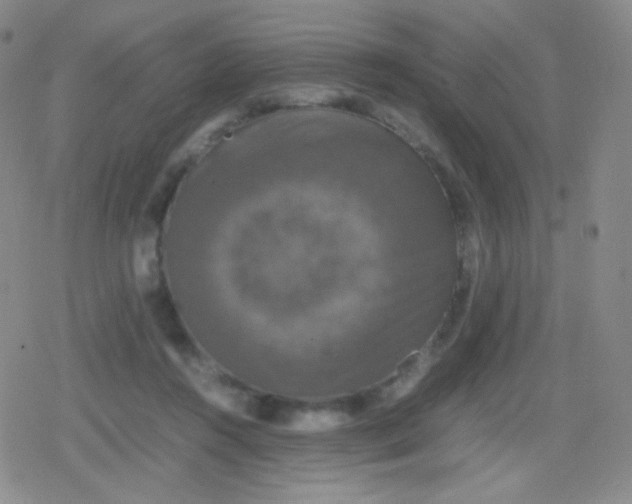 X0000079320360200612081940