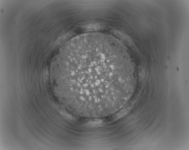 X0000079320369200612081940