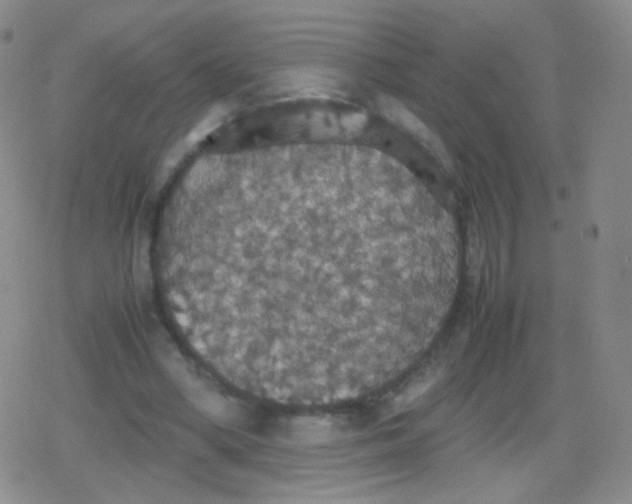 X0000079320394200612081939