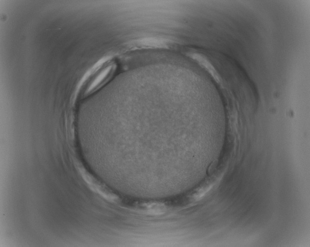 X0000079320395200612081939