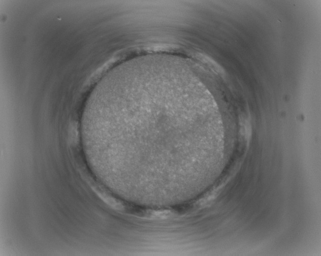 X0000079320401200612081939