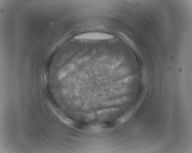 X0000079320405200612081939