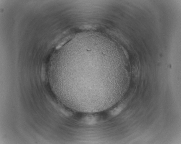 X0000079320416200612081939