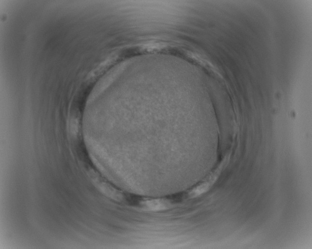 X0000079320417200612081939