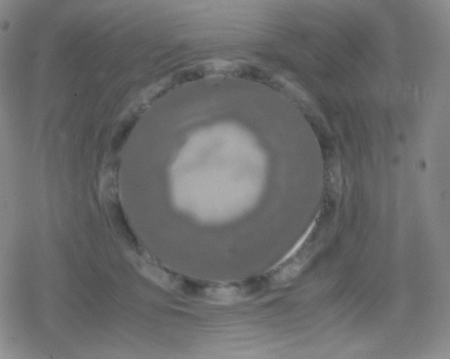 X0000079320419200612081939