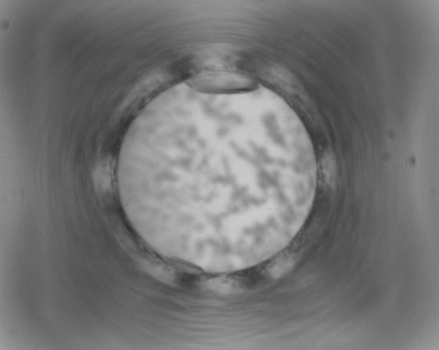 X0000079320423200612081939