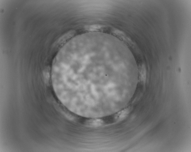 X0000079320427200612081939