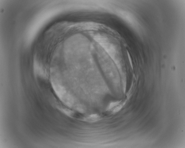 X0000079320431200612081939