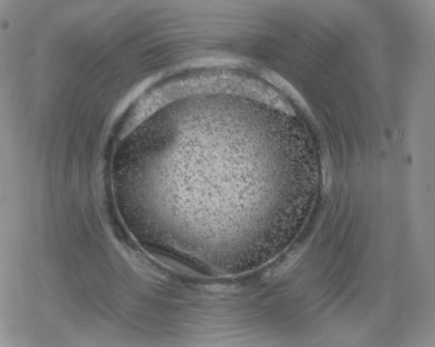 X0000079320436200612081938