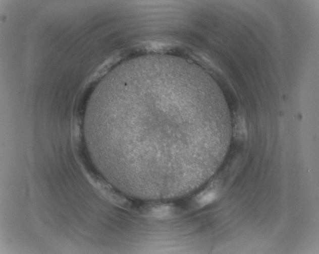 X0000079320456200612081938