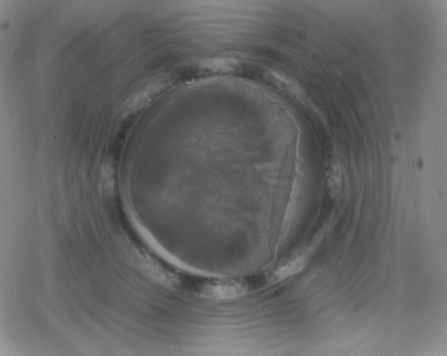 X0000079320466200612081938