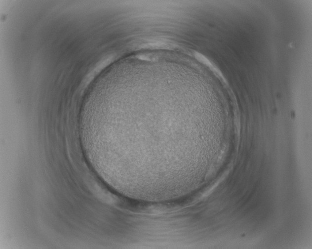 X0000079320481200612081938