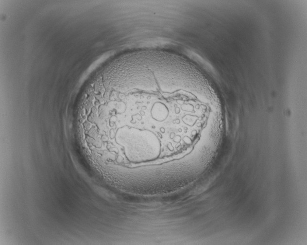 X0000079320483200612081938