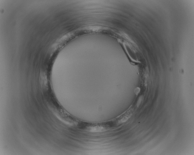 X0000079320500200612081938