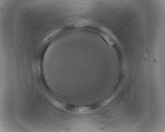 X0000079320501200612081938