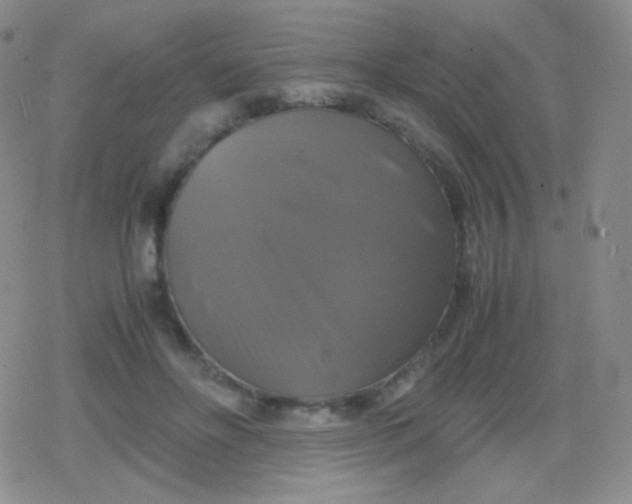 X0000079320502200612081938